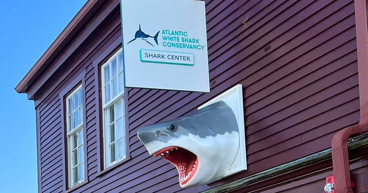 Atlantic White Shark Center